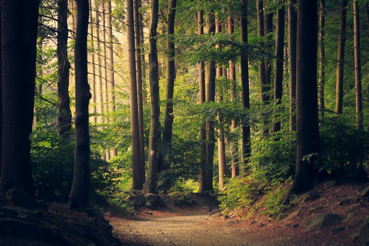 Sunlit dirt path winding through a dense forest